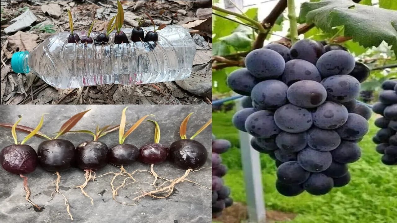(ویدئو) چگونه دانه انگور سیاه را در بطری پلاستیکی و در خانه پرورش دهیم؟