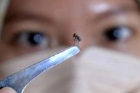 پشه آئدس به این شهر هم رسید