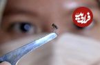 پشه آئدس به این شهر هم رسید