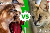 (تصاویر) کاراکال در مقابل سروال؛ تفاوت‌ عجیب شکارچیان فوق العاده با اجداد مشترک!