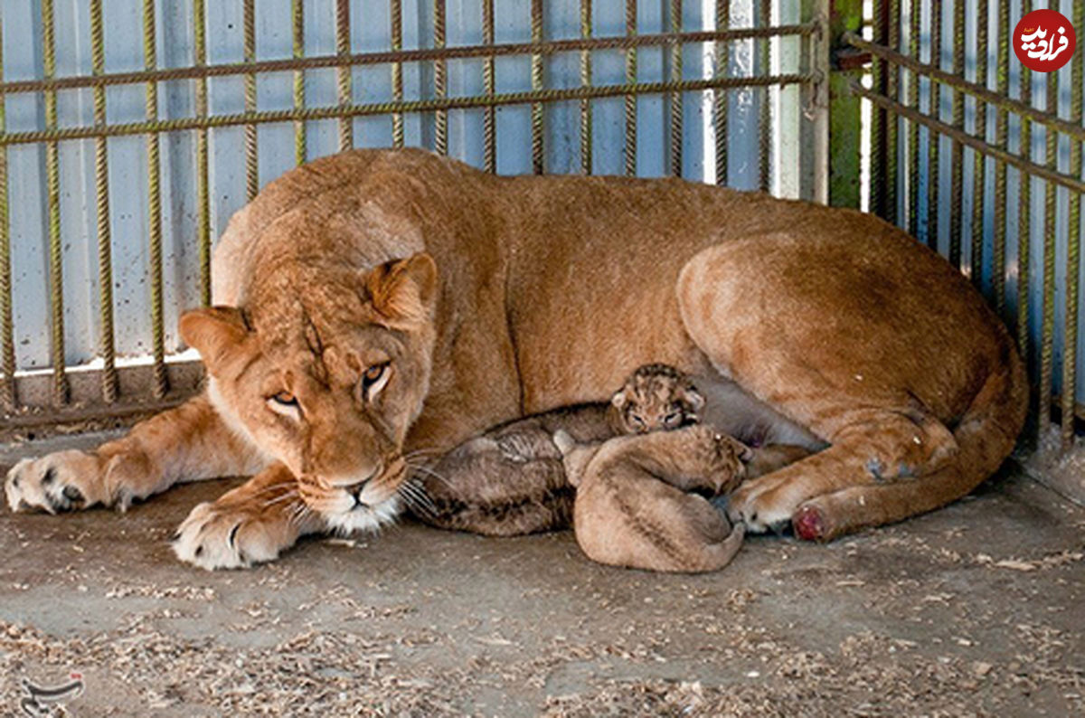تصاویر/ تولد سه توله شیر در باغ وحش بابلسر