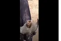 (ویدئو) آشیانه پرنده روی شاخ‌های گاو وحشی