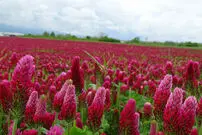 ترکیب گیاهی عالی برای تسکین آلرژی غذایی