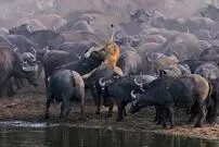 (ویدئو) مشارکت بی رحمانه ۱۰۰ گاومیش در کشتن شیر ماده!
