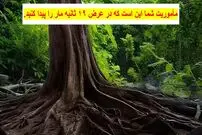 در این معمای توهم نوری فقط ۳ درصد از مردم می‌توانند مار را در ۱۹ ثانیه در جنگل ببینند.