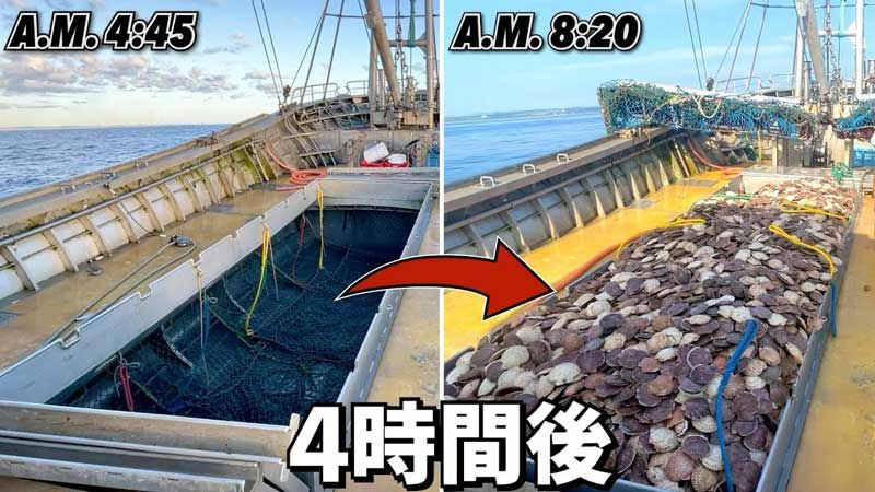 (ویدئو) مراحل صید، پردازش و بسته بندی ده ها تن گوش ماهی و صدف توسط ژاپنی ها