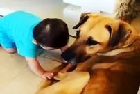 (ویدئو) حمله وحشیانه سگ خانگی به نوزاد ۷ ماهه