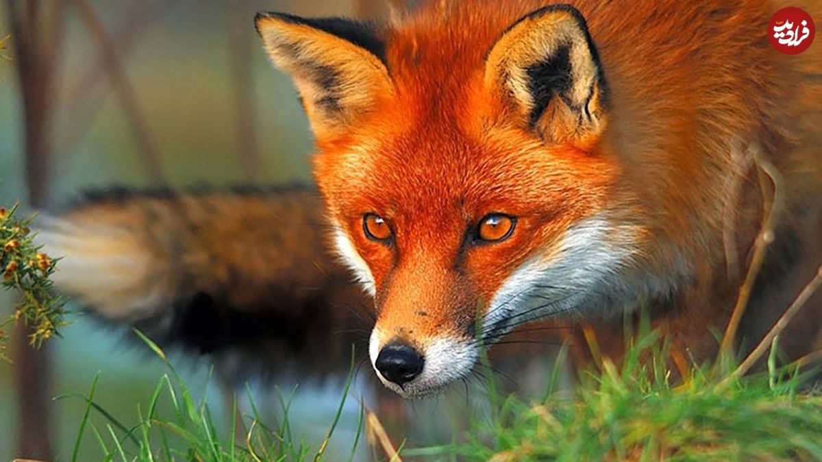 (ویدئو) روباه گرسنه در جستجو غذا در ارتفاعات همدان