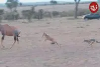 (ویدئو) شغال‌ها، بچه شاخ چانگی را مقابل چشم مادر بی‌خیال‌اش شکار کردند!