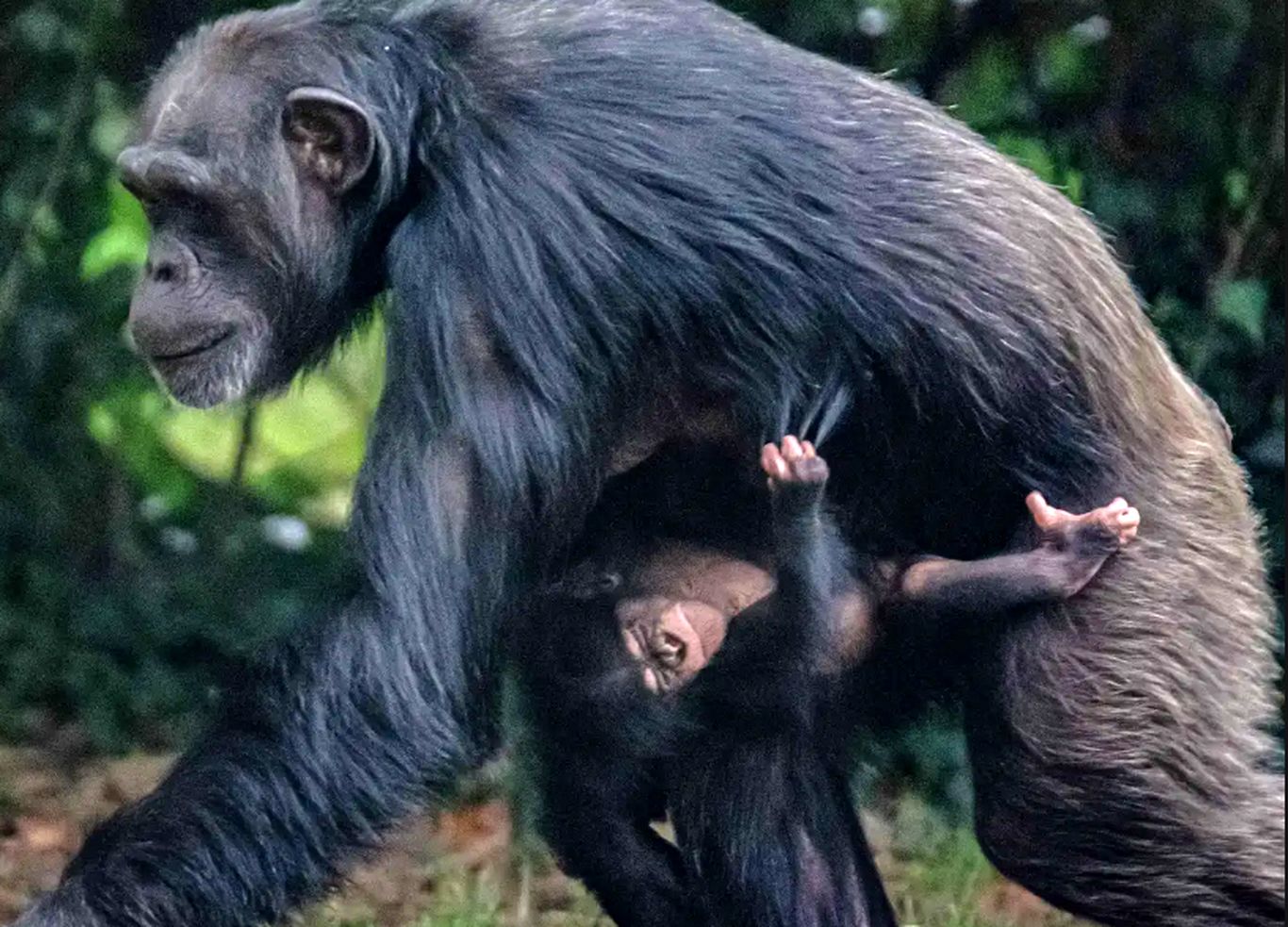 (ویدئو) نادرترین شامپانزه جهان متولد شد