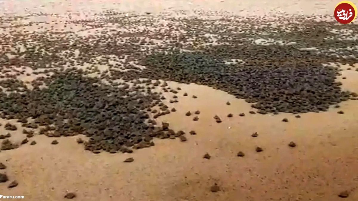 (ویدئو) بزرگترین تجمع لاک‌پشت‌ها در جهان