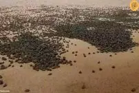 (ویدئو) بزرگترین تجمع لاک‌پشت‌ها در جهان