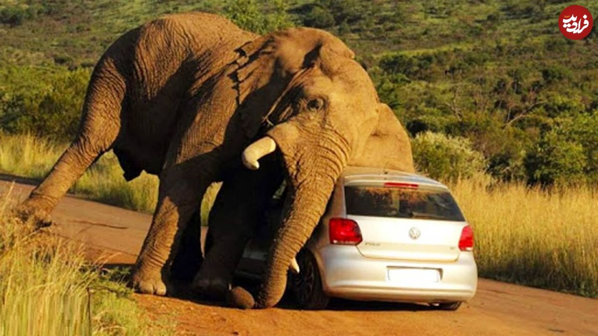 حمله وحشیانه فیل عصبانی به خودرویی در آفریقای جنوبی