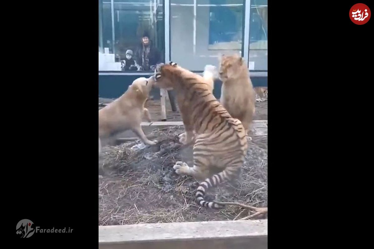 (ویدئو) جدال نادر یک سگ بیپروا با ببر غولپیکر!
