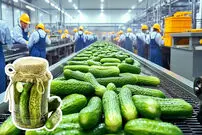 (ویدئو) خیارشور چگونه در کارخانه تهیه و بسته بندی می شود؟