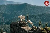 (ویدئو) تلاش دلهره‌آور خرس برای شکار بز‌های کوهی روی صخره‌های خطرناک!