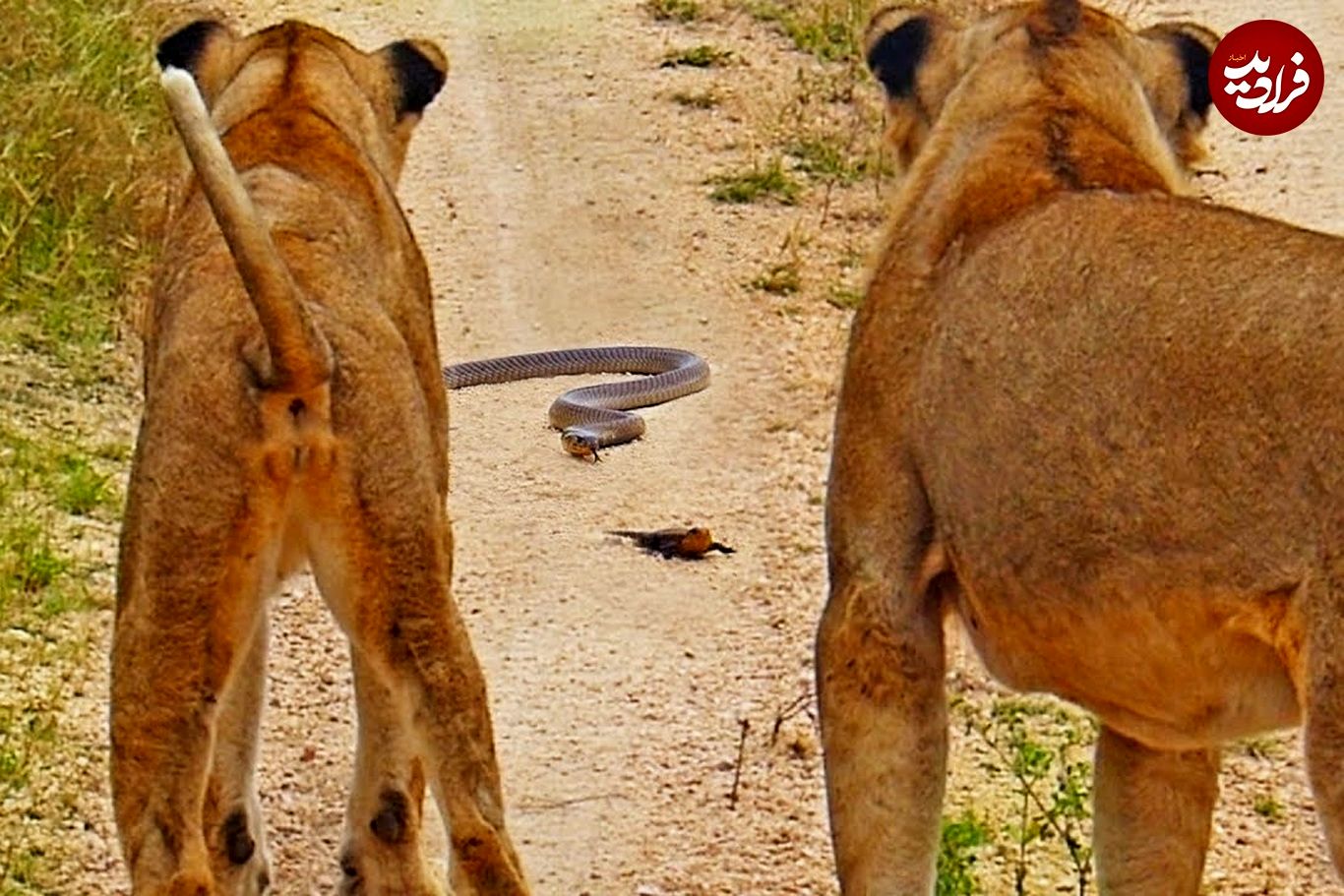 (ویدئو) شانس باورنکردنی یک مارمولک در محاصره شیرها و مار کبرا