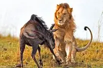 (ویدئو) ایستادگی شگفت انگیز کل یالدار در برابر ۱۰ شیر!
