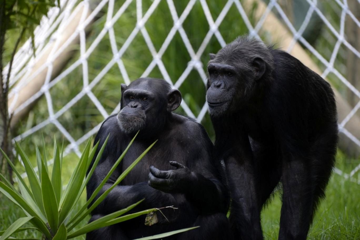 جهش یک باکتری در شامپانزه‌ها، احتمال سرایت به انسان