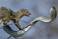 عکس/ لحظه‌ای بی‌نظیر در حیات وحش