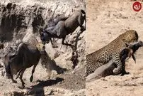(ویدئو) کل یالدار بی نوا متوجه کمین پلنگ نشد و شکار شد