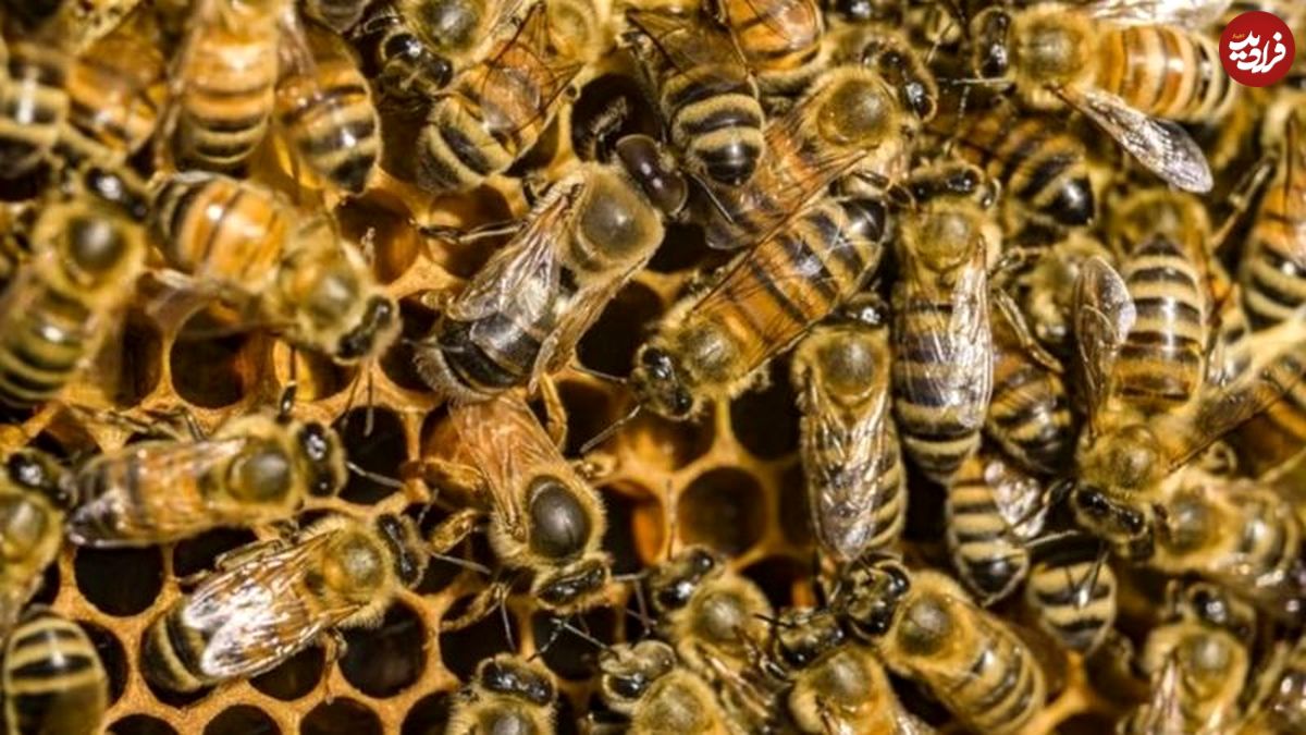 از بین رفتن سلول‎‌های سرطانی با سم زنبور عسل