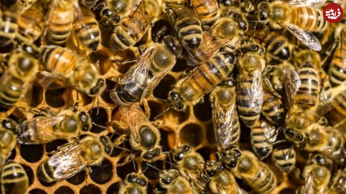 از بین رفتن سلولهای سرطانی با سم زنبور عسل