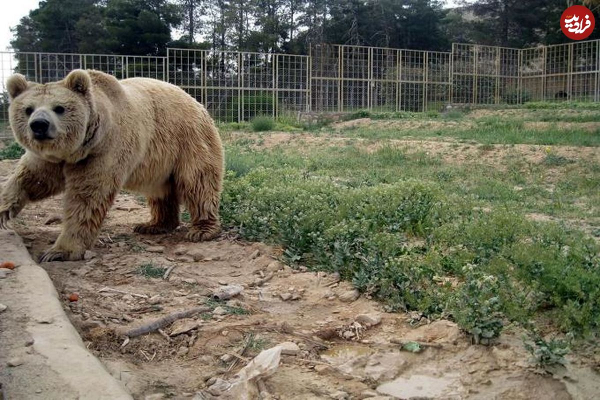 خرس‌ها نگهبان باغ وحش اصفهان را کُشتند