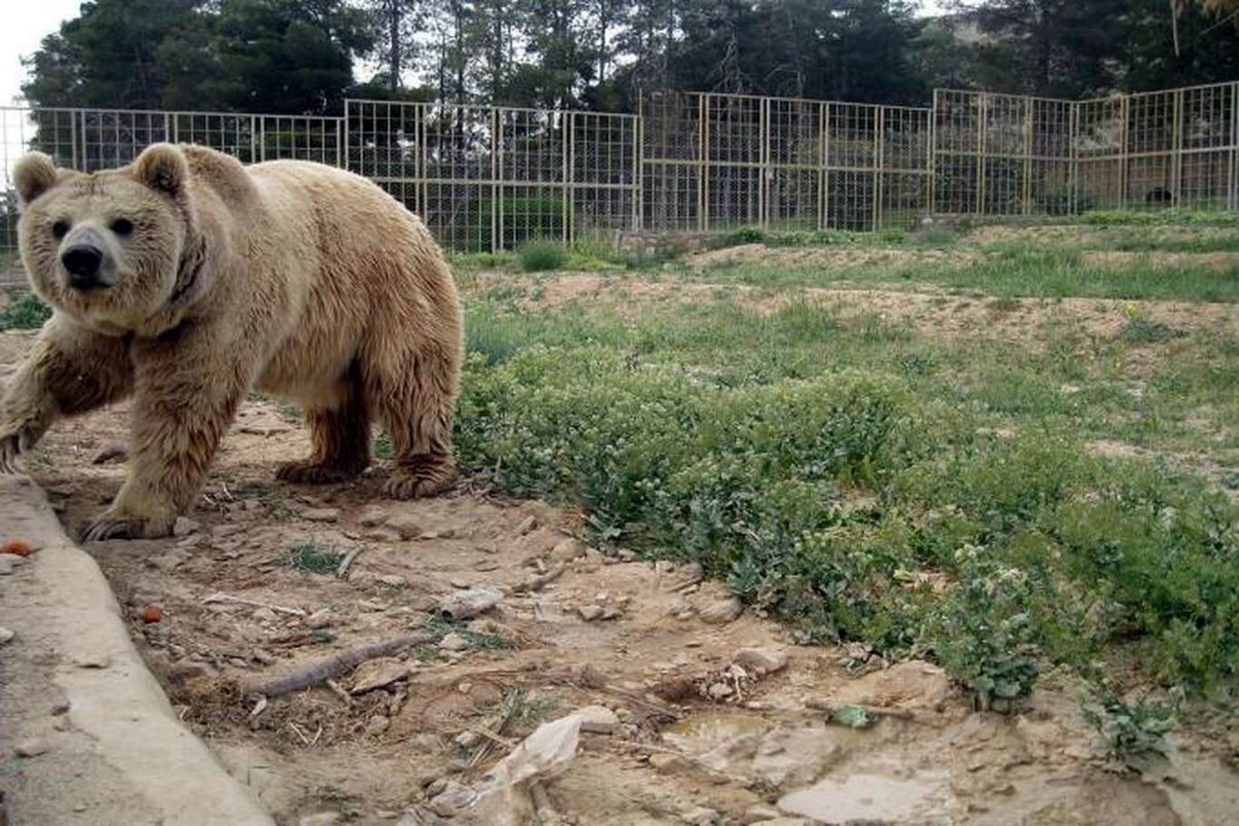 خرس‌ها نگهبان باغ وحش اصفهان را کُشتند