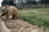 خرس‌ها نگهبان باغ وحش اصفهان را کُشتند