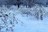 معمای توهم نوری؛ فقط چشم شاهین می‌تواند سگ سفید را در برف پیدا کند!