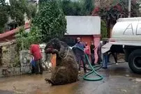 (عکس) بزرگترین موش جهان توسط دوربین عکاسان شکار شد