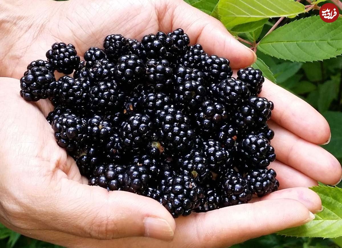۴ میوه‌ برای افزایش سوخت‌وساز بدن