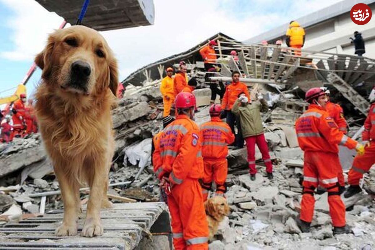 آیا واقعا حیوانات با قدرتی فرابشری زلزله را می‌فهمند؟