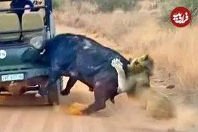 ببینید| سفر به دنیای حیات وحش؛ تلاش حیرت انگیر «بوفالو» برای فرار از دست شیرها!