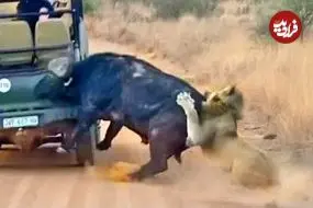 ببینید| سفر به دنیای حیات وحش؛ تلاش حیرت انگیر «بوفالو» برای فرار از دست شیرها!