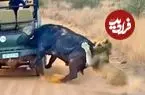 ببینید| سفر به دنیای حیات وحش؛ تلاش حیرت انگیر «بوفالو» برای فرار از دست شیرها!
