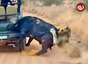 ببینید| سفر به دنیای حیات وحش؛ تلاش حیرت انگیر «بوفالو» برای فرار از دست شیرها!