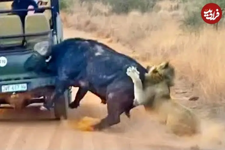 ببینید| سفر به دنیای حیات وحش؛ تلاش حیرت انگیر «بوفالو» برای فرار از دست شیرها!