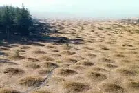 معمای حل‌نشدۀ تپه‌های واشنگتن؛ آیا کار موش‌هاست؟!
