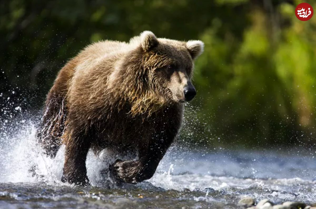 این خرس غول پیکر رکورد سریعترین انسان جهان را شکست!