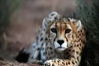 (ویدئو) مشاهده پلنگ ایرانی در هوای سرد شاهرود