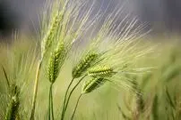 کشت گندم اصلاح‌شده ژنتیکی که خطر سرطان ناشی از مواد غذایی برشته را کاهش می‌دهد
