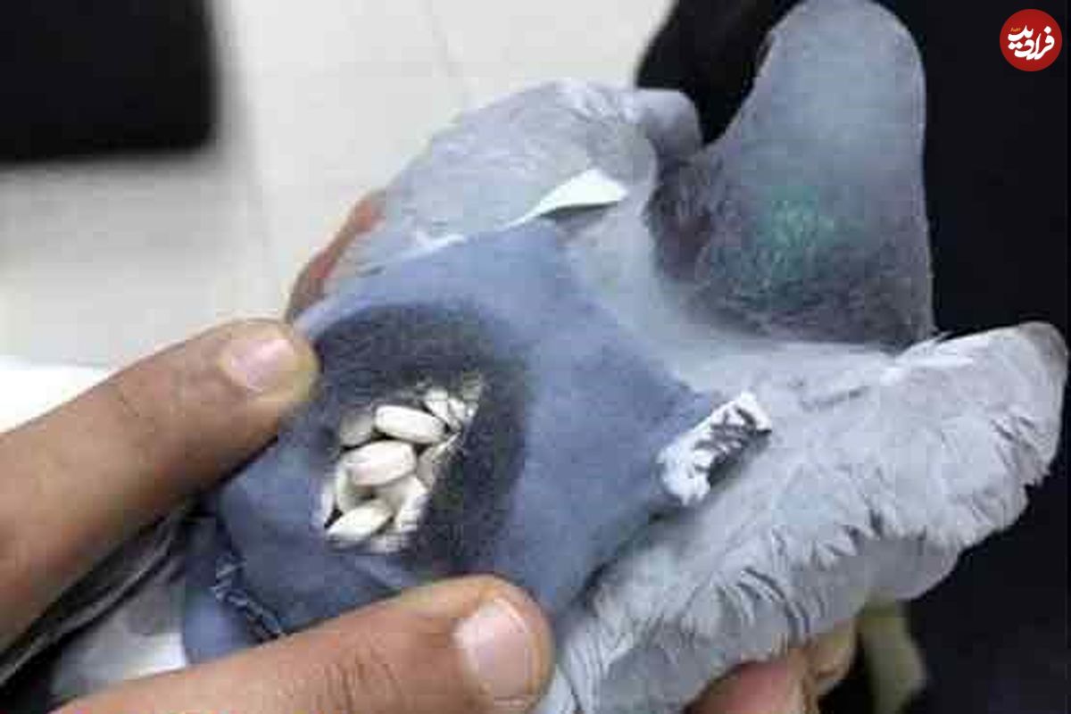 عکس/ دستگیری کبوتری که مواد مخدر حمل می کرد