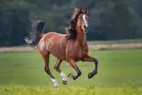 ۱۲ حقیقت باورنکردنی درباره اسب‌ها که هرگز نمی‌دانستید!