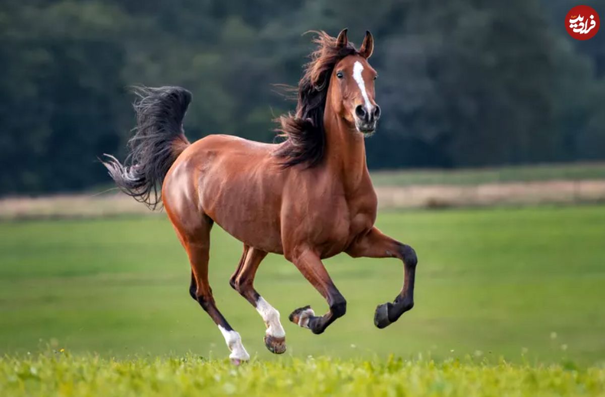 ۱۲ حقیقت باورنکردنی درباره اسب‌ها که هرگز نمی‌دانستید!