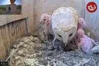 (ویدئو) بلعیدن موش بزرگ، جوجه جغد را تا دم مرگ برد!