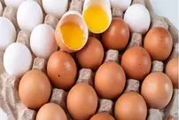 تولید آنتی‌بادی کرونا از تخم‌مرغ