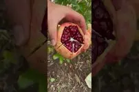 (ویدئو) بهترین روش برای برش زدن ماهرانه انار