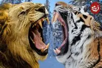 (ویدئو) جدال دلهره آور ببر با شیر غول پیکر